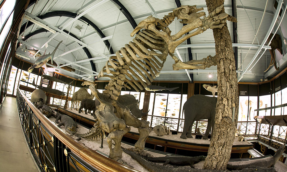 The bones of our giant ground slot hanging from a tree in Gallery 3