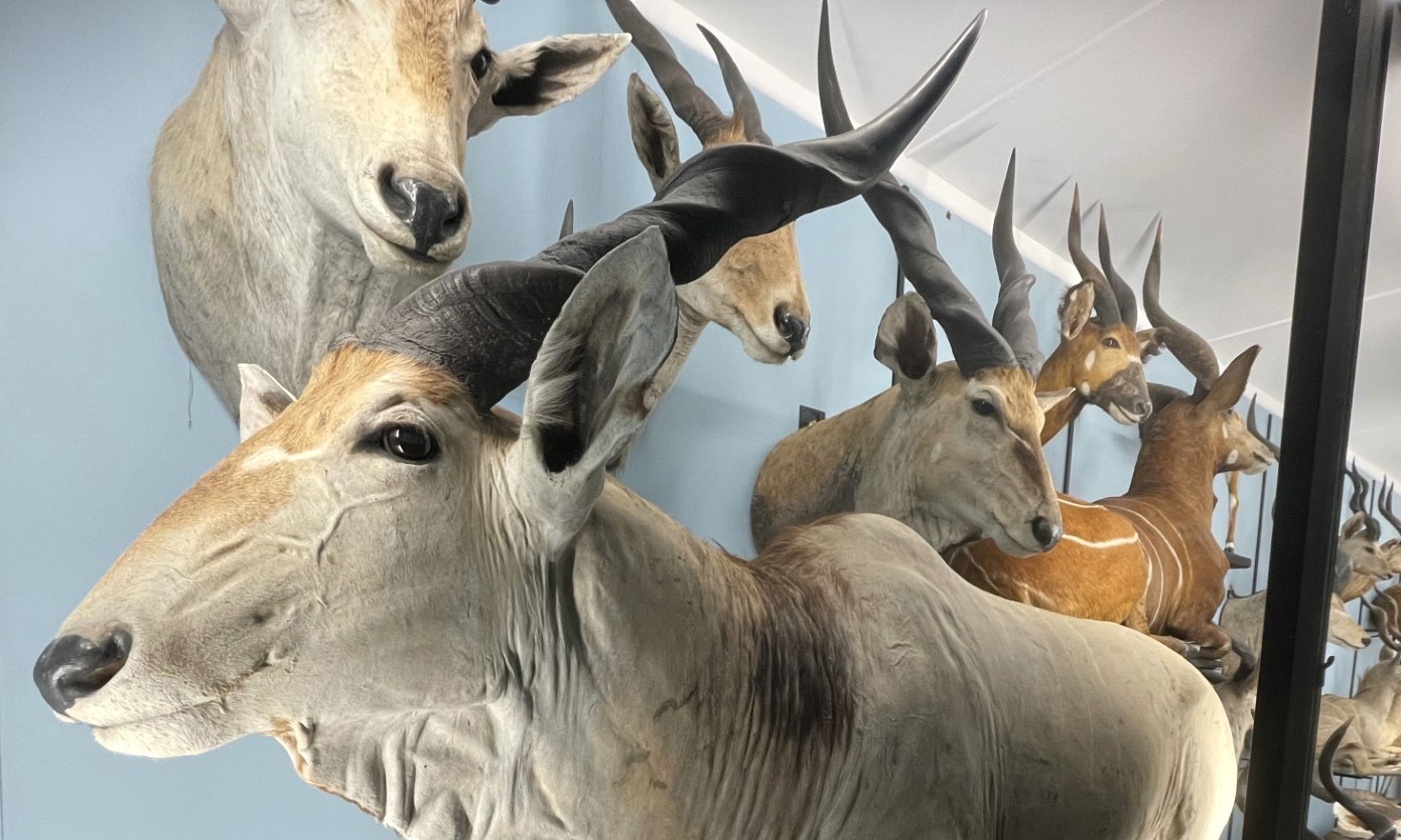 Lord Derby’s eland's head with its big grey horns is pictured up-close