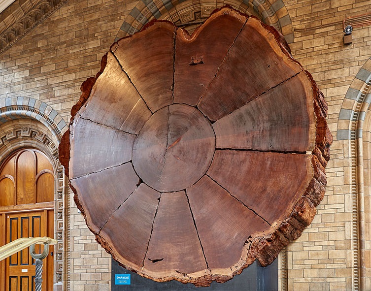 A piece of the trunk of our giant sequoia hangs showing its brown colour and all its rings