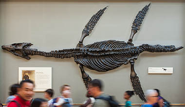 People walk past a wall that displays a complete fossil of a prehistoric sea animal discovered by Mary Anning