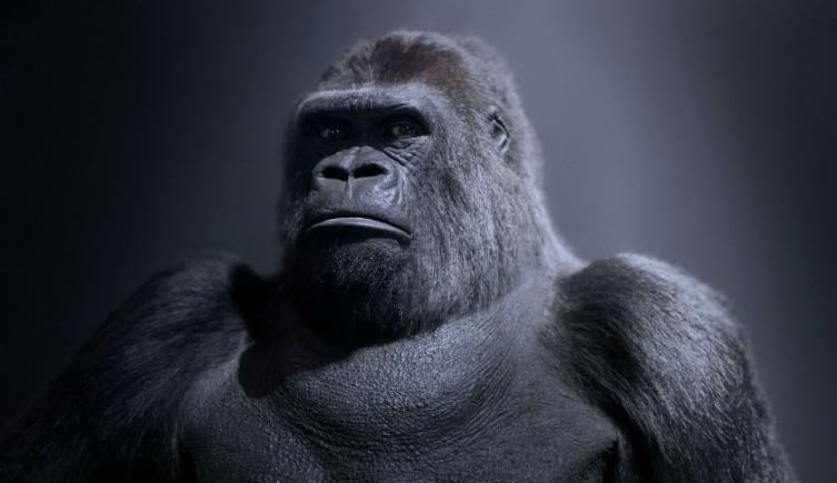 Guy the Gorilla appears to look into the camera in this headshot of him on a bacl background 
