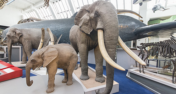 Three elephants in front of the blue whale of our Mammals Gallery