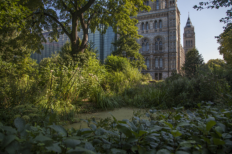 The Museum's wildlife garden