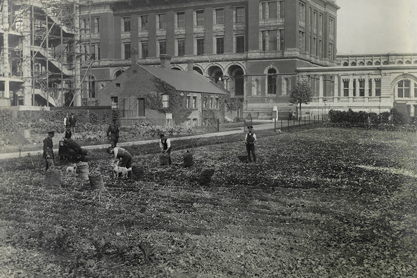 Black and white photograph showing people tending tilled land outside the Natural History Museum