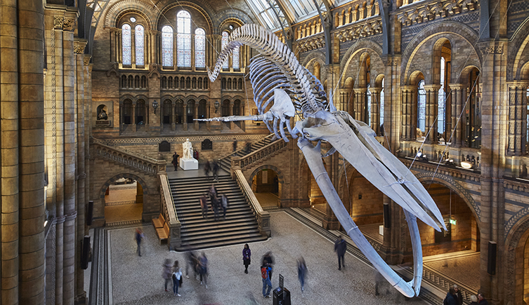A photo of Hope the blue whale suspended from the ceiling in Hintze Hall