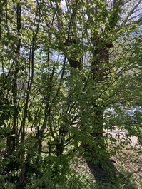 South
