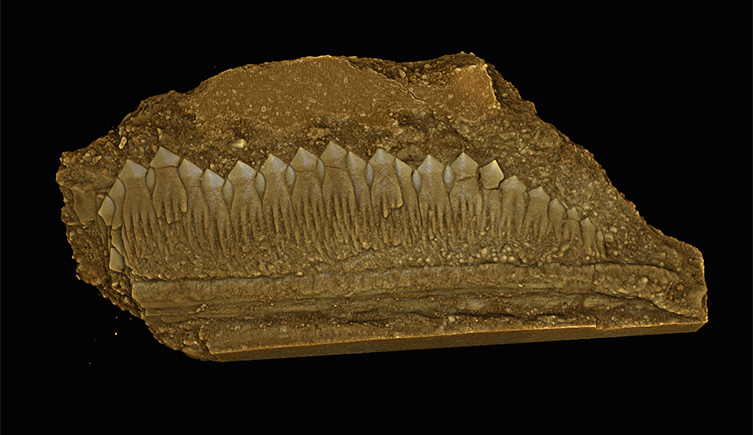 Modified scales of a fossil sawfish