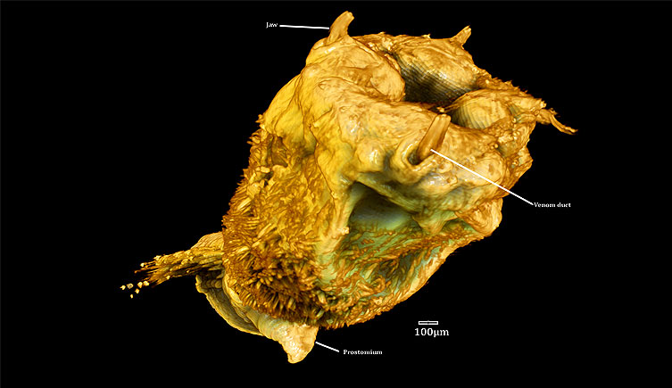External view of Glycera jaw venom apparatus