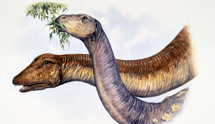 Antarctosaurus and Saltasaurus illustration