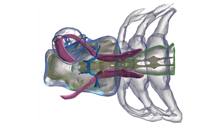 A three dimensional digital image of venom apparatus