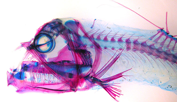 Sloane's viperfish specimen