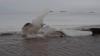 Video still image from a work in progress (Arctic Swell) filmed on location in Hietasaari island, northern Finland, 2020