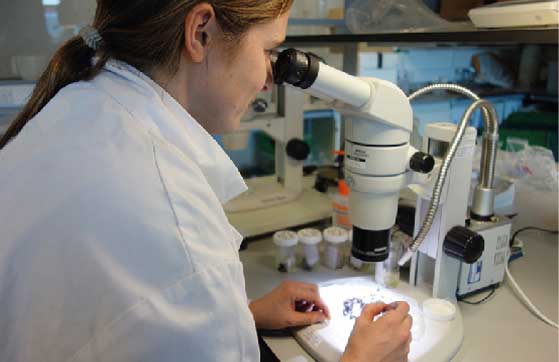 Processing samples in the PoMS lab