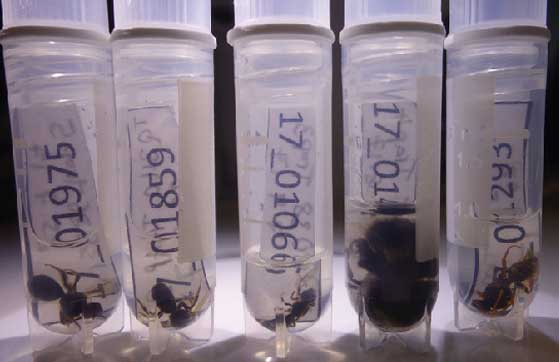 Insect samples stored for future reference