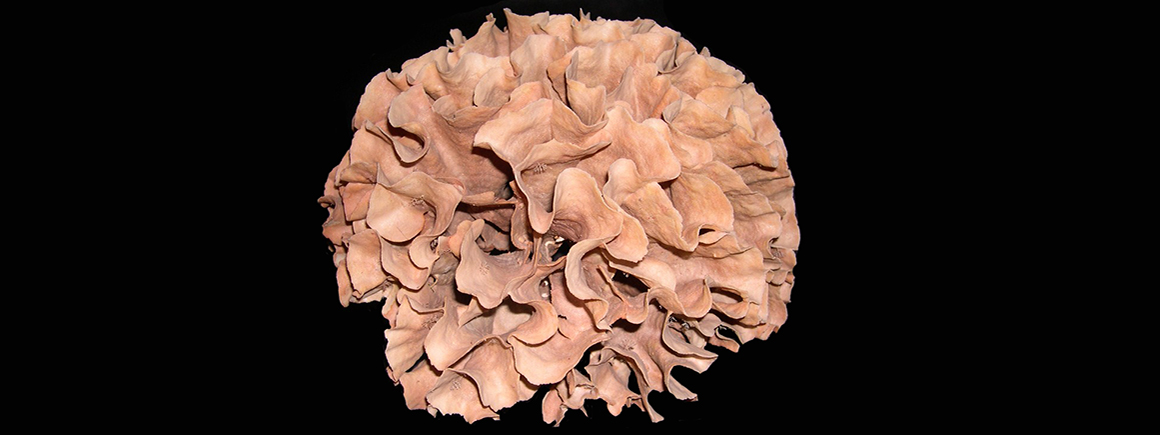 A Bryozoa against a black background