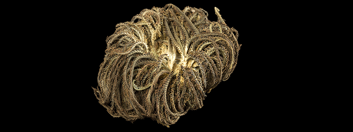 A hydrozoan specimen against a black background