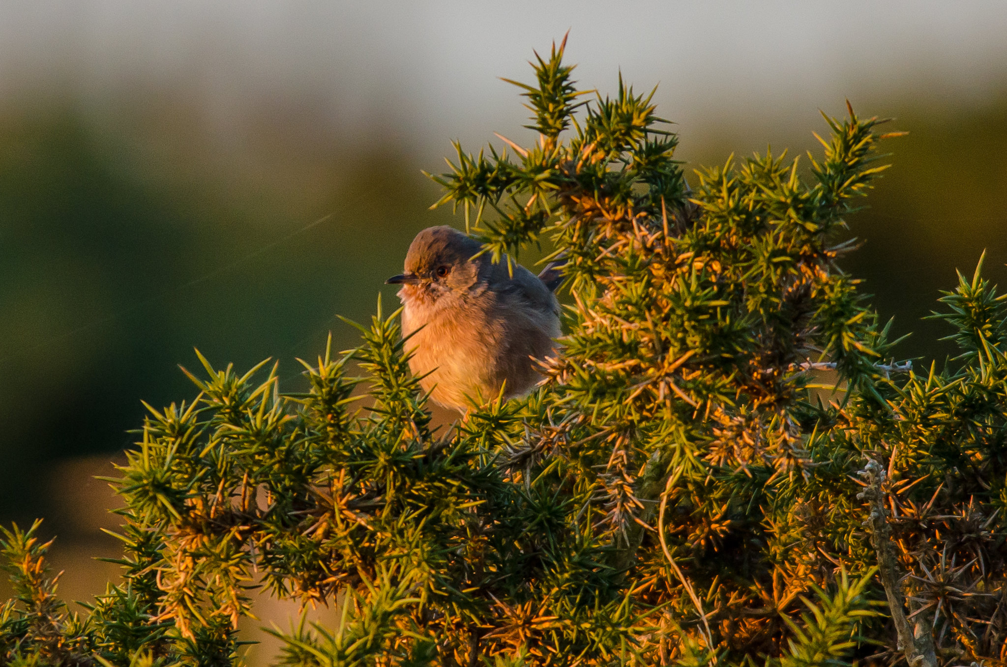 dartford warbler