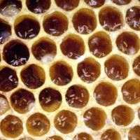 Multiple eggs in individual cells usually indicative of laying workers.
