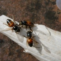 Shiny, hairless bodies of bees infected with Chronic Bee Paralysis Virus (CBPV) 