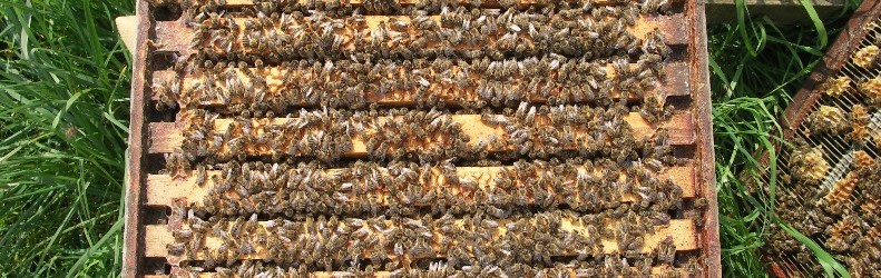 Bees in Broodbox