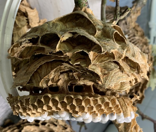 Yellow-Legged Hornet Nest