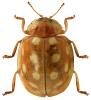 Halyzia sedecimguttata