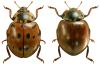 Anatis ocellata