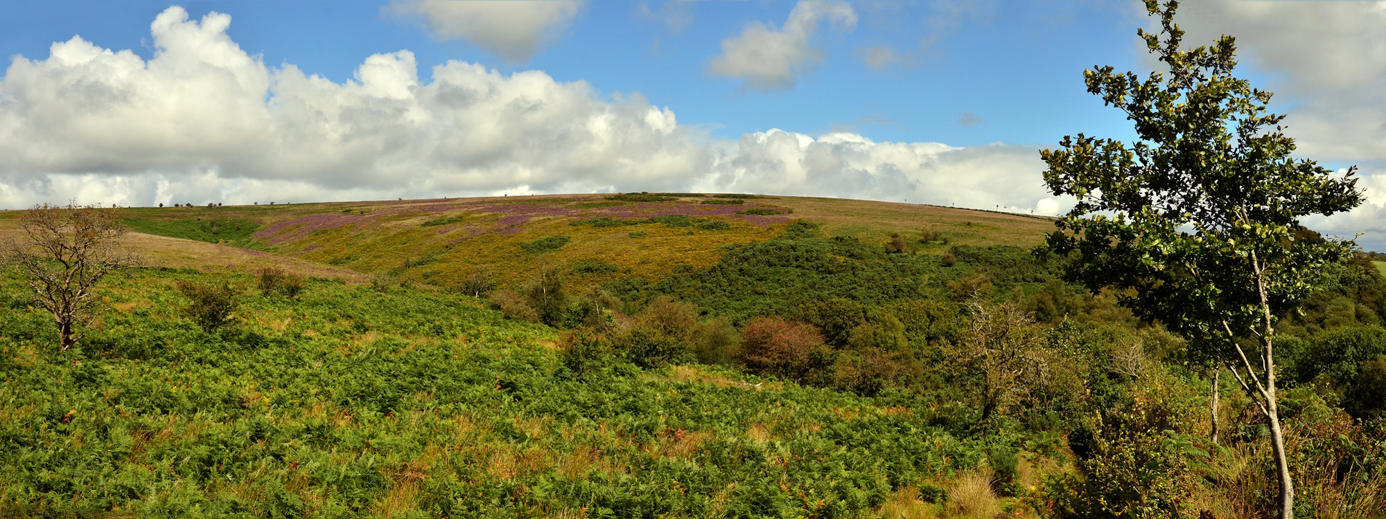 Molland Moor
