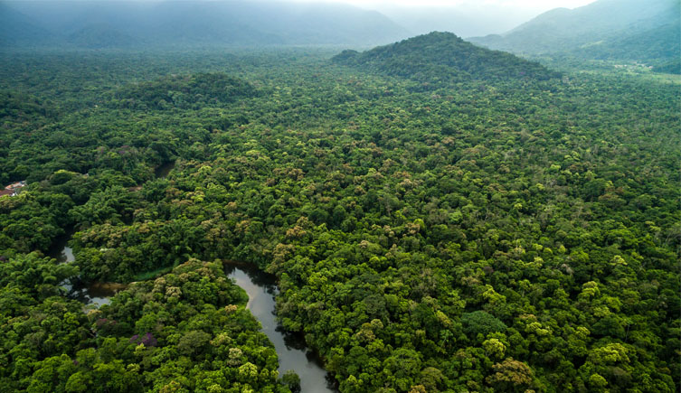 Aerial view of a forest with a river running through it
