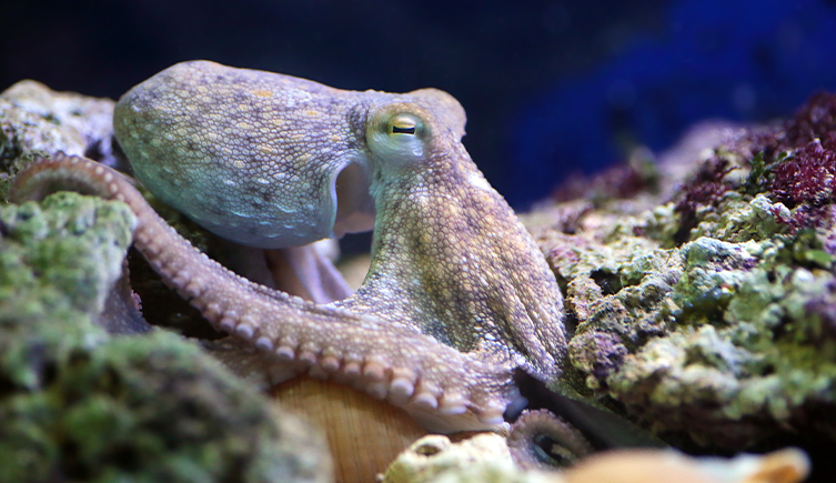 Photograph of an octopus underwater on rocks