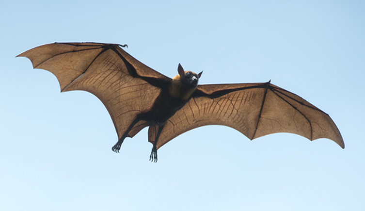 A bat flying