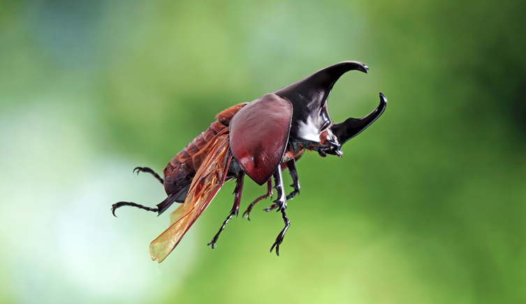 A flying beetle
