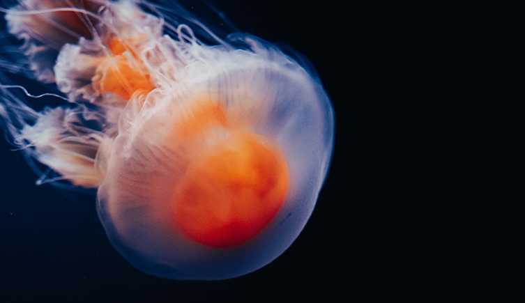 Stock image of a jellyfish on a dark background