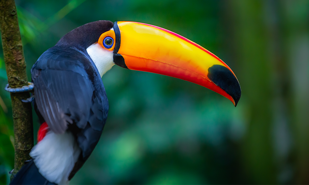 A toucan on a tree
