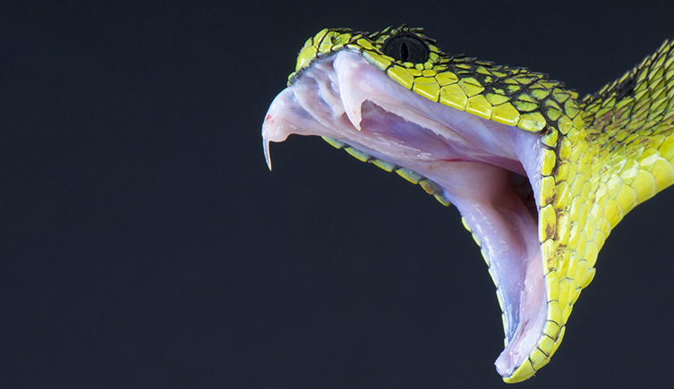 Stock image of a snake with its mouth open showing its fangs
