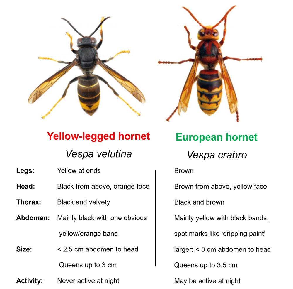 A comparison of a yellow-legged hornet and a European hornet 