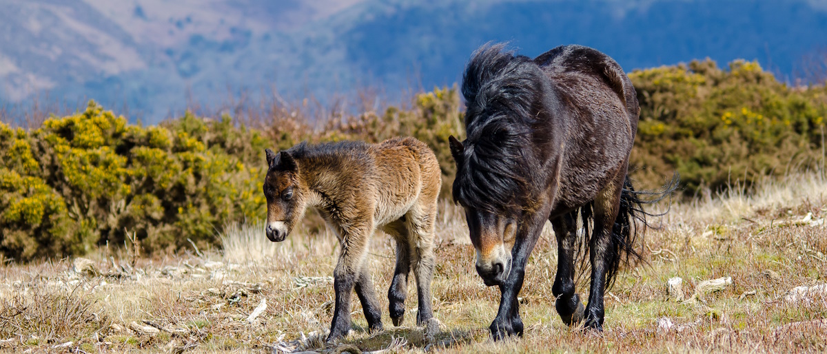 Red deer and foal