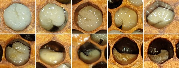 European foulbrood in various stages