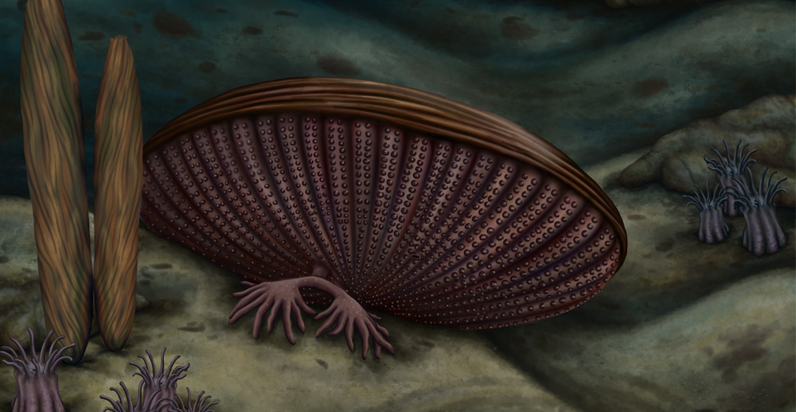 Rotadiscus grandis lived 518 million years ago during the Cambrian period.