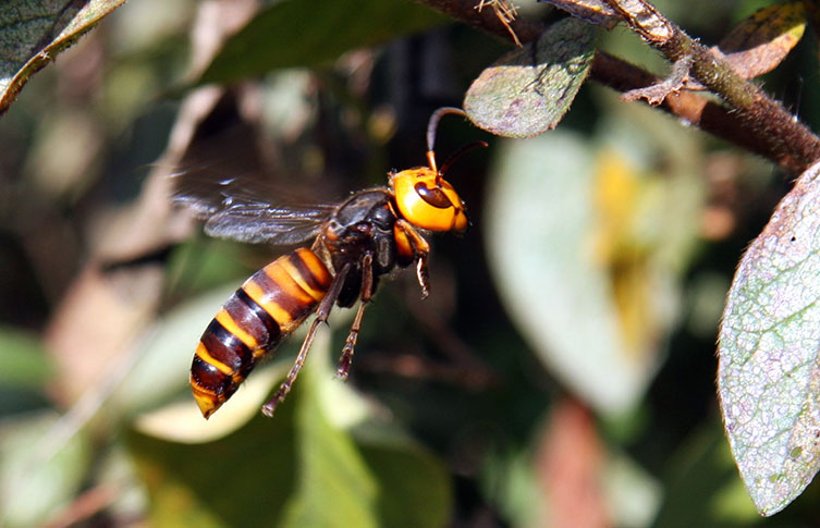 An Asian giant hornet in flight