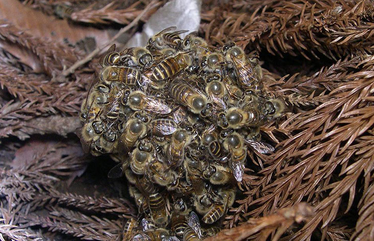 Japanese honeybees forming a defensive bee ball