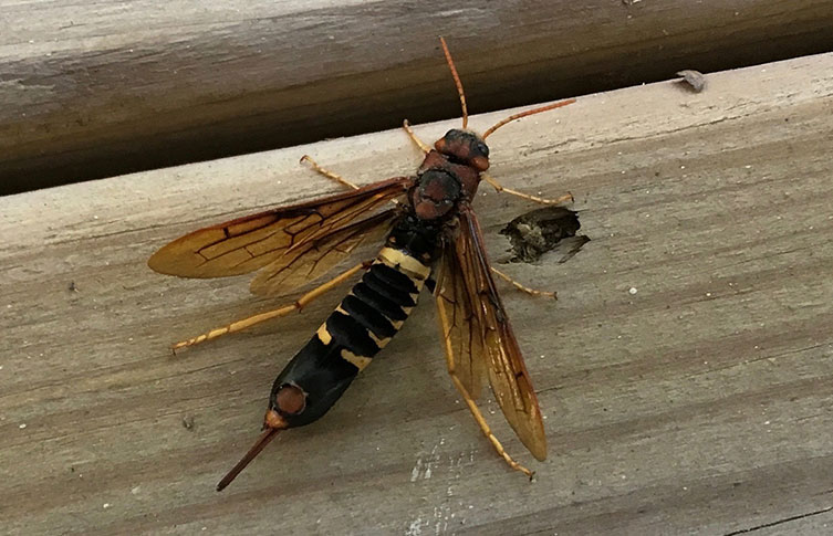 A pigeon tremex horntail