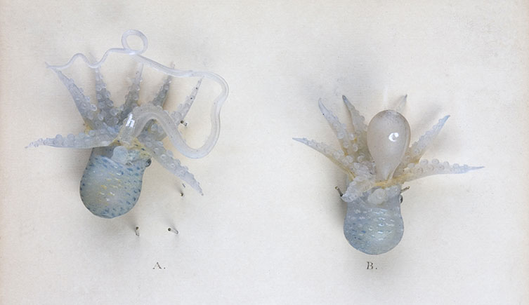 Glass models of two male argonauts.