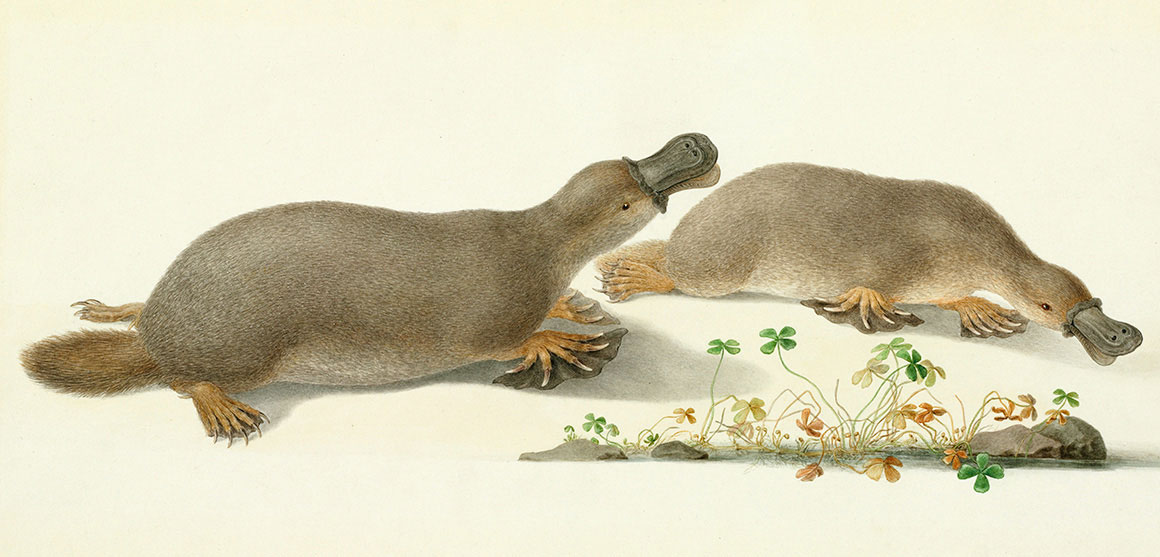 Platypus watercolour by Ferdinand Bauer