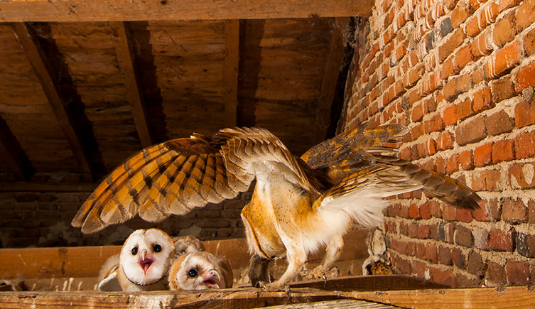 Parent barn owl bringing a rodent to its chicks in the roof area of a brick building