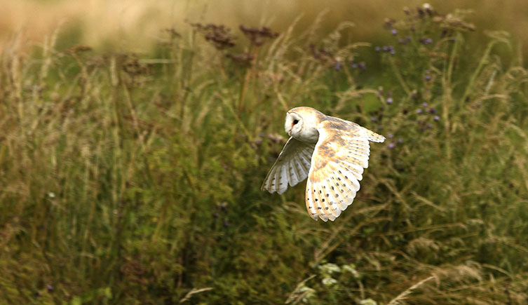 Barn Owl in flight over Lincolnshire countryside