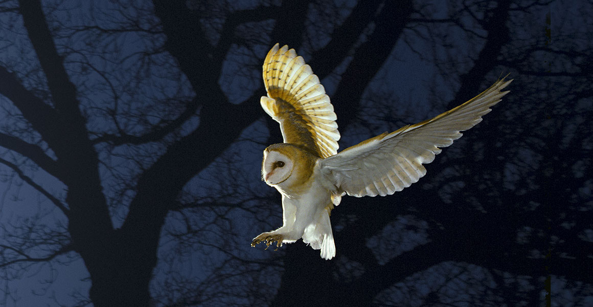 A barn owl about to catch some prey on a moonlit night