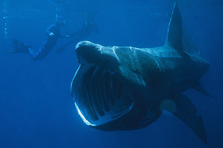 Basking shark swimming past two divers
