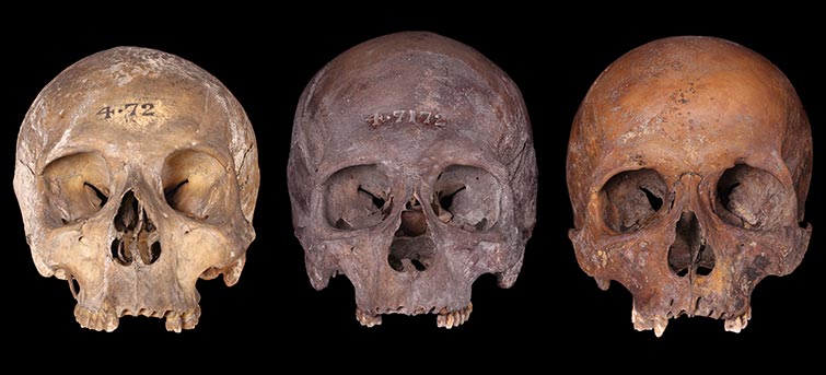 Three human skulls found in the Thames.