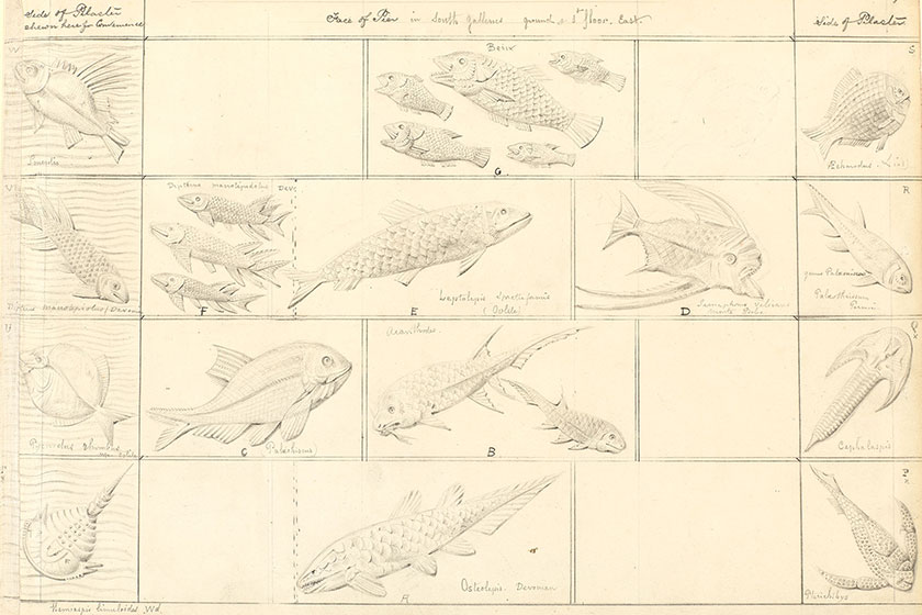 Sketch of fish-covered tiles